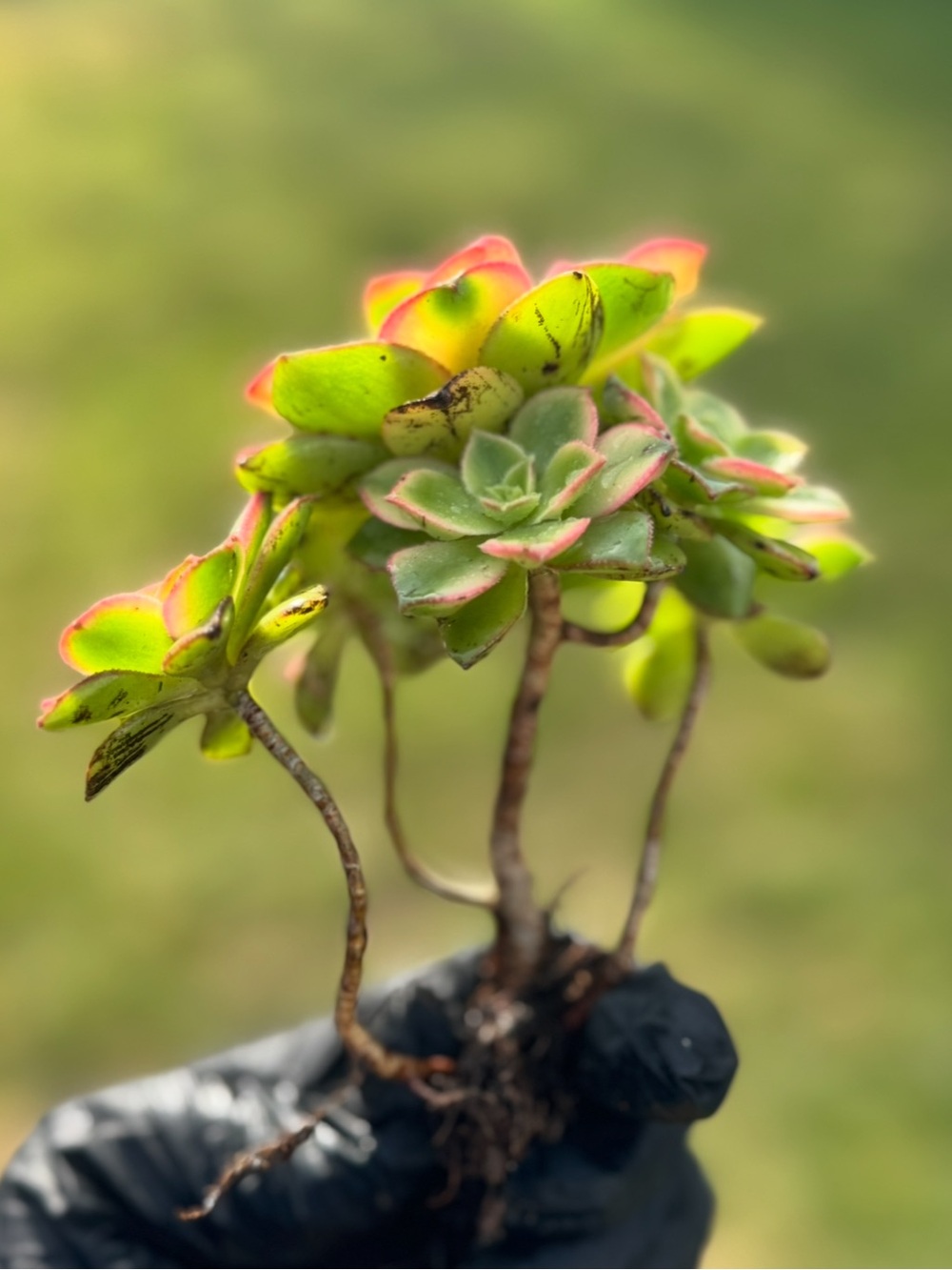 Aeonium "Kiwi"  Succulent Plant - Picture 17 of 17